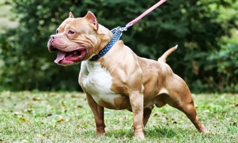 Cử tri kiến nghị xử mạnh tay việc nuôi chó pitbull, Bộ Nông nghiệp lên tiếng