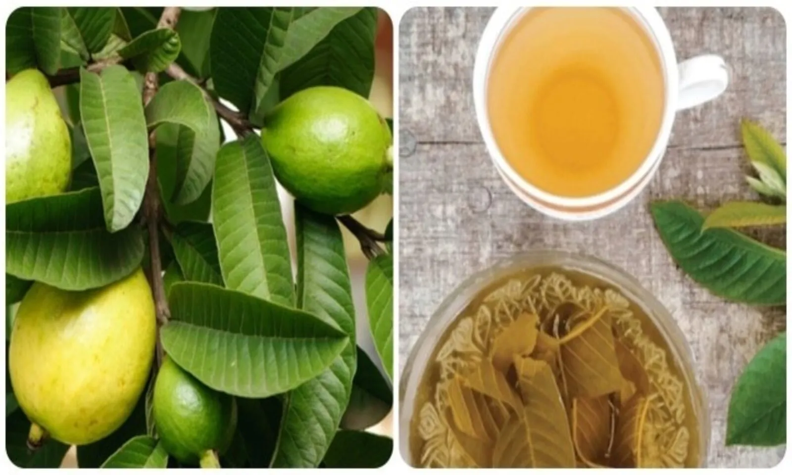 Tác dụng của lá ổi với sức khoẻ