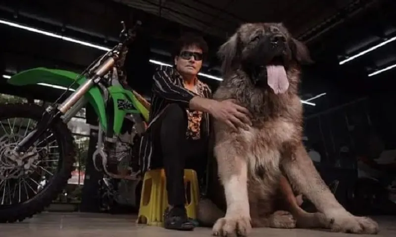 chó chăn cừu Kavkaz