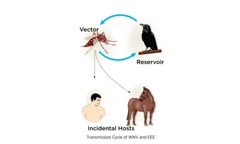 Mỹ: Massachusetts đối mặt dịch bệnh chết người do muỗi lây truyền 
