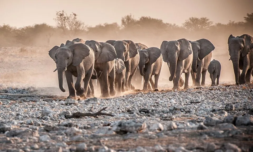 Namibia lên kế hoạch giết hơn 700 động vật hoang dã để lấy thịt