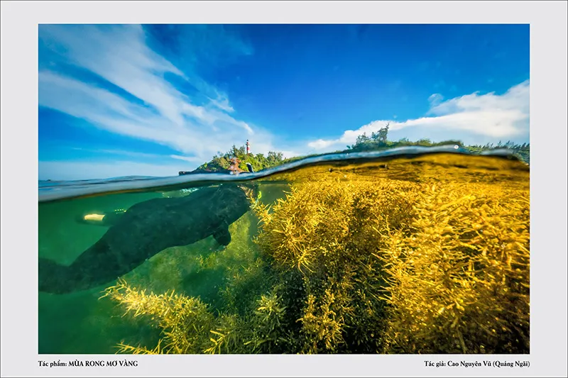 3-cao nguyen vu ( alex cao)-quang ngai-0935100091-mua rong mo vang - print