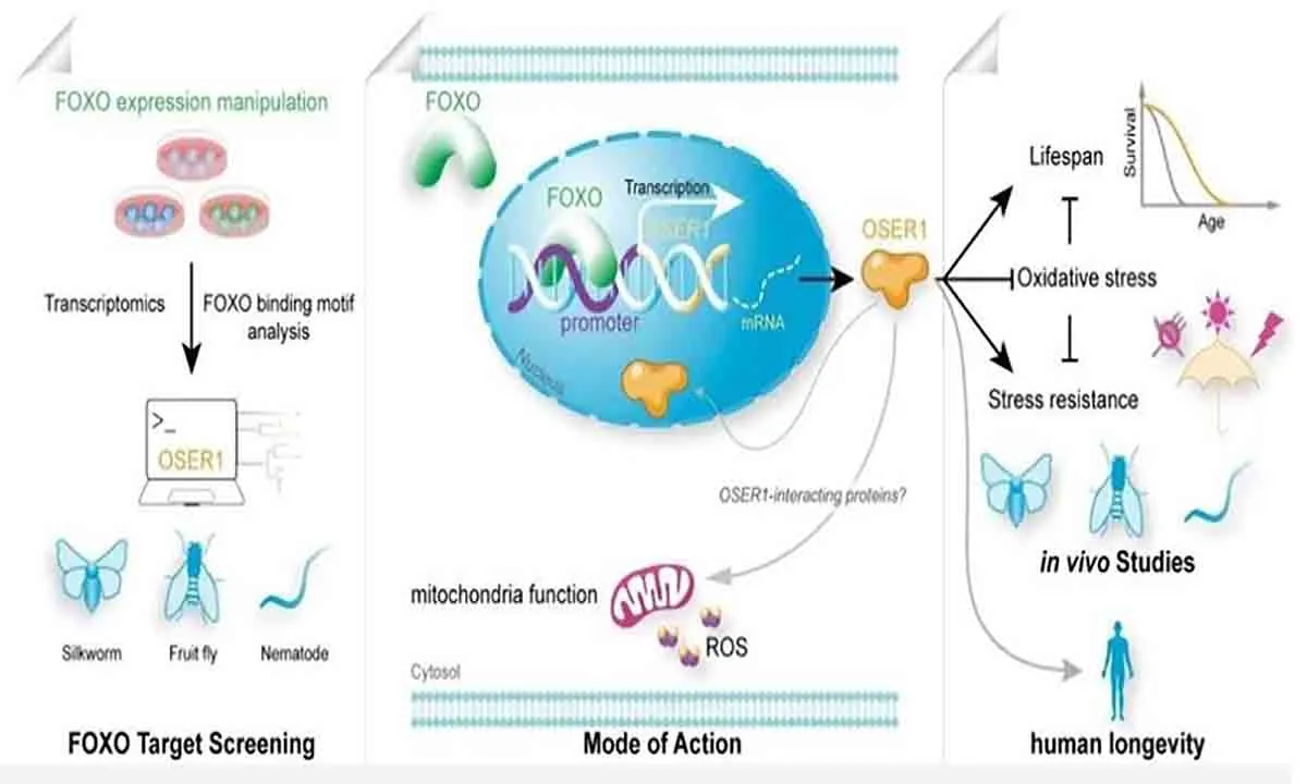 Gen mới OSER1 điều chỉnh tuổi thọ: Bước đột phá trong nghiên cứu lão hóa