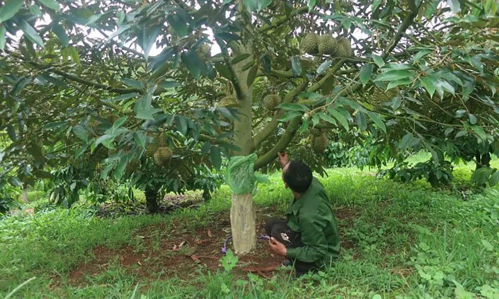 Phá hoại vườn sầu riêng tại Đắk Lắk: Hậu quả từ mâu thuẫn cá nhân