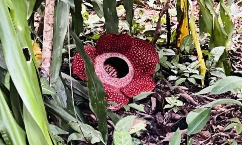 Hoa Rafflesia khổng lồ nặng 10kg, có mùi thối nhất thế giới