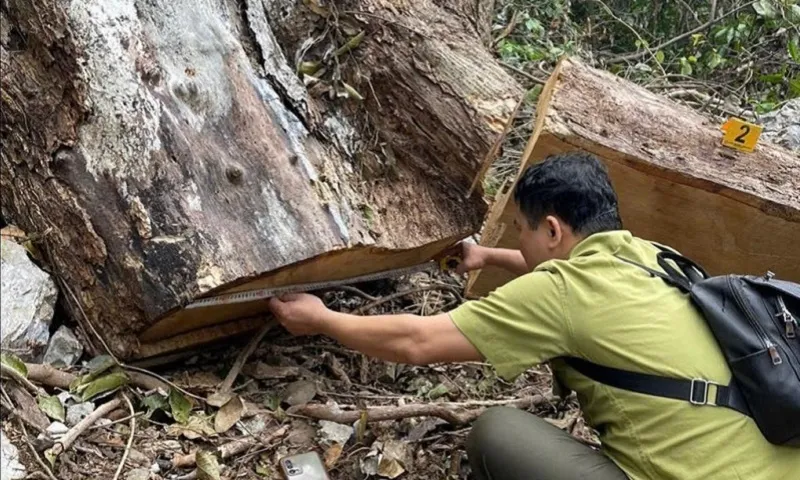 Gỗ quý thuộc vùng lõi Vườn quốc gia Xuân Sơn Phú Thọ bị các đối tượng chặt hạ cacc