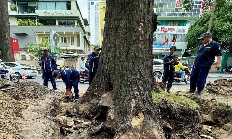 TPHCM đốn hạ nhiều cây để đề phòng sự cố trong mưa bão