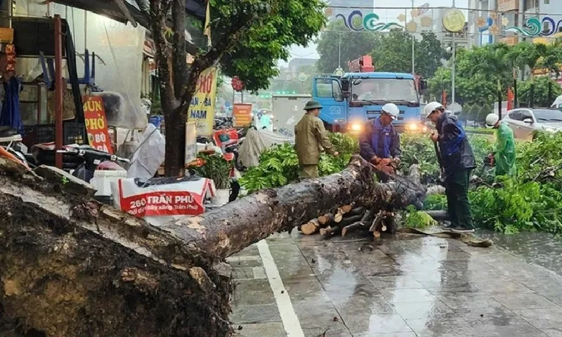 Thanh Hóa: Cây xanh bật gốc do gió giật trước khi siêu bão Yagi đổ bộ đất liền