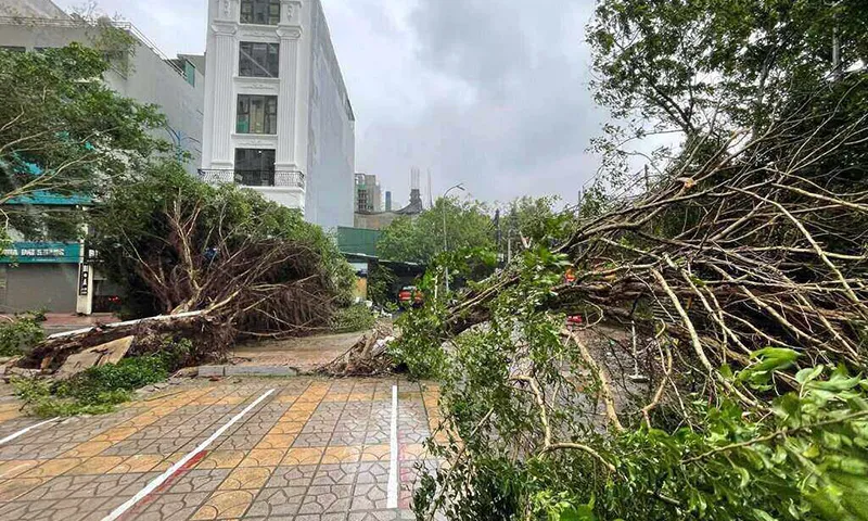14h45 Loạt cây gãy đổ vì gió mạnh tại CT5, Yên Xá.