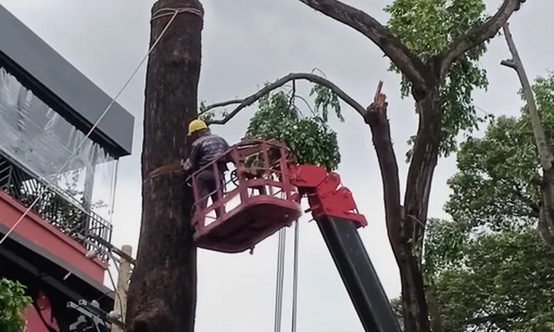 TPHCM sẵn sàng ứng phó sự cố cây xanh trong đợt mưa bão này