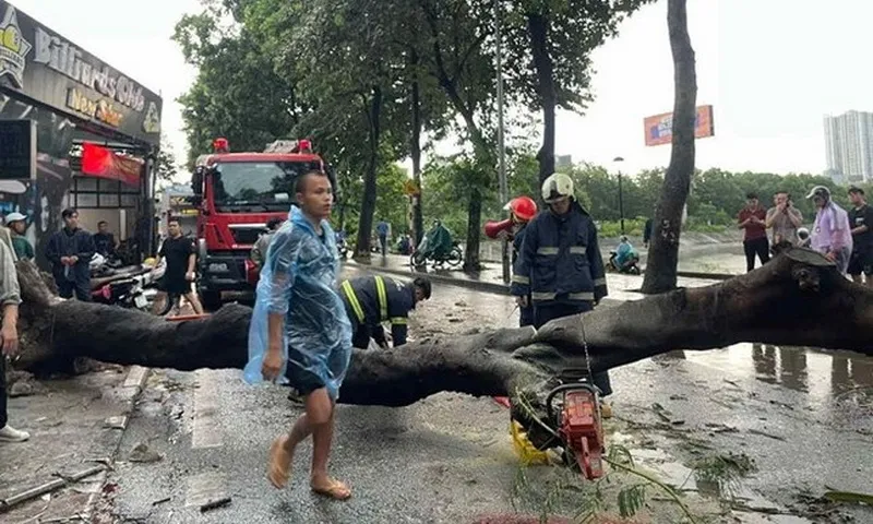 Bão số 3 chưa vào tới, Hà Nội đã có hơn 300 cây đổ, gãy