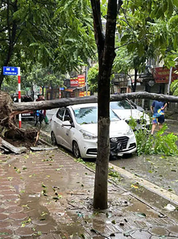 Cây đổ đè lên thân ô tô đỗ bên đường Dương Văn Bé (Quận Hai Bà Trưng