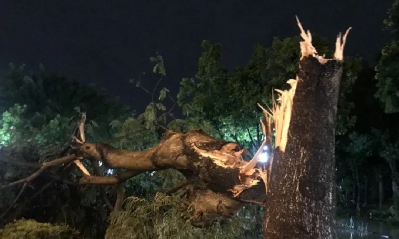 cây ngã đổ bão số 3 s