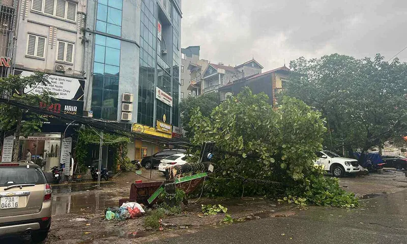 Một cây bàng gãy ngang thân cây tại Đồng Me , Mễ Trì, quận Nam Từ Liêm.