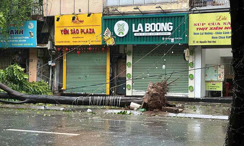 Một cây xanh bật gốc trên phố Nguyễn Thái Học (quận Ba Đình).