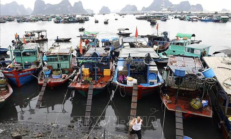 Bến Do chọ cá Cẩm Phả, tỉnh Quảng Ninh trước khi có bão - Ảnh minh họa