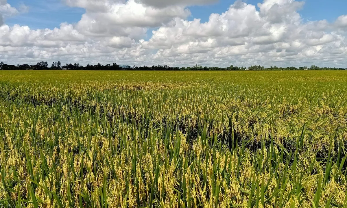 Tin phát triển bền vững ngày 9/9: Triển vọng từ trồng lúa bán tín chỉ carbon