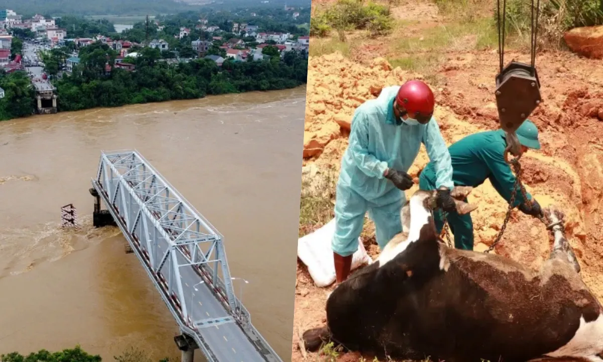 Điểm tin chiều 9/9: Cập nhật mới về vụ sập cầu Phong Châu | Bò sữa ở Lâm Đồng tiếp tục chết