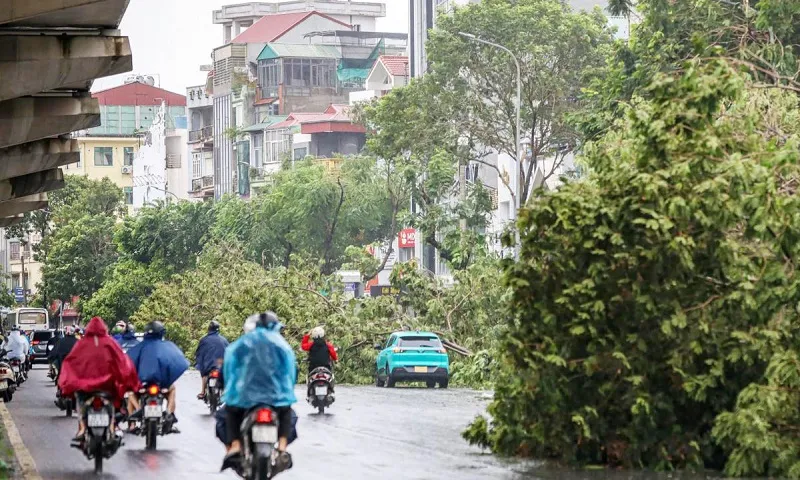 cây đổ Đà Nẵng