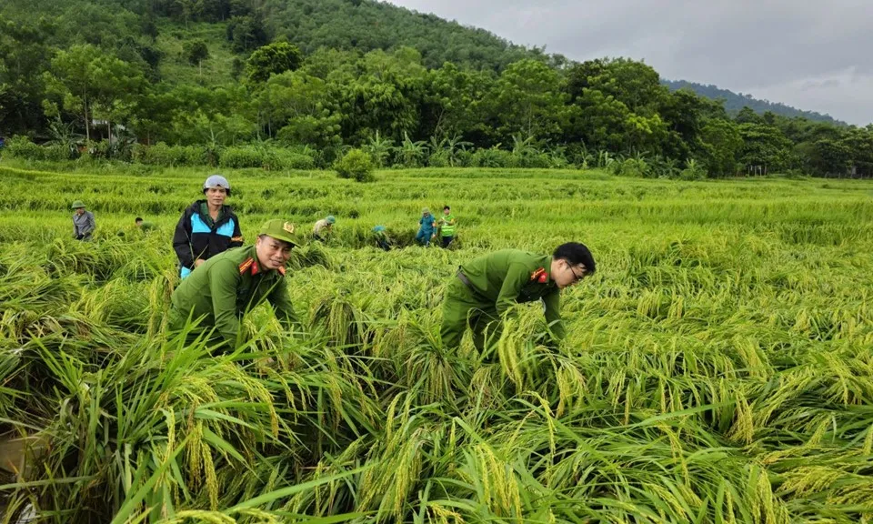 Công an giúp dân cứu lúa, ‘chạy lũ’ sau bão số 3