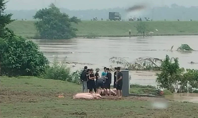 Nhiều người rủ nhau ra sông Hồng vớt lợn khu vực nghi thuộc xã Lam Sơn, huyện Tam Nông. Ảnh MXH