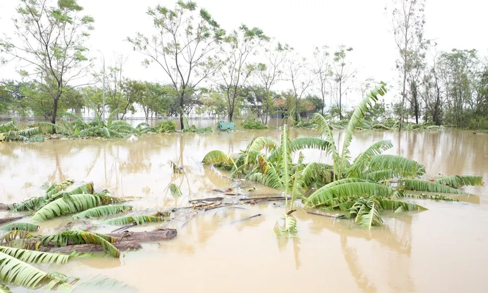 Gần 150.000 ha lúa, rau màu tại miền Bắc bị ngập úng