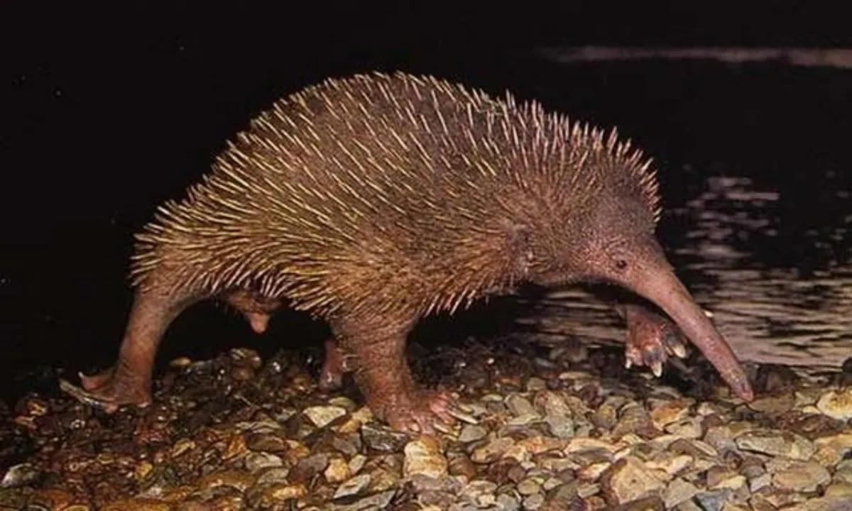 Sự trở lại bất ngờ của thú lông nhím mỏ dài