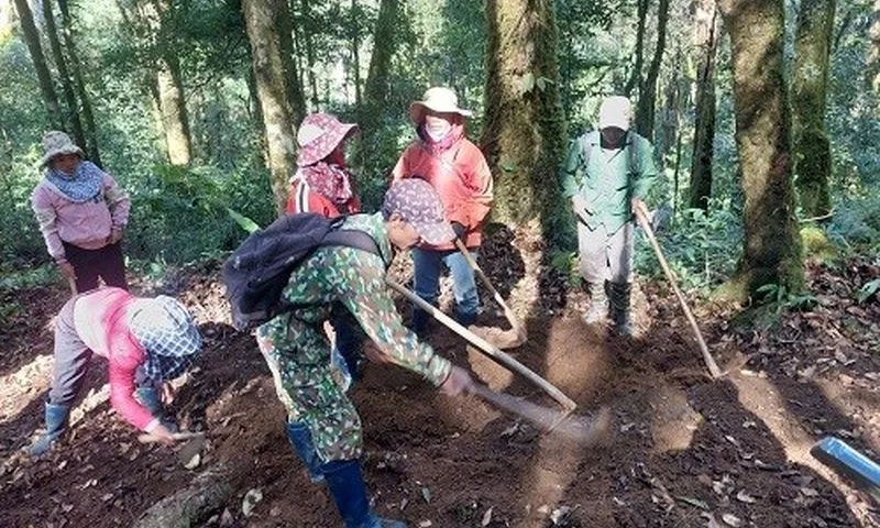 Kon Tum: Liên tiếp xảy ra các vụ trộm sâm Ngọc Linh