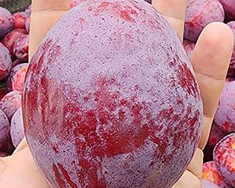 South-African-farmers-grow-worlds-heaviest-plum