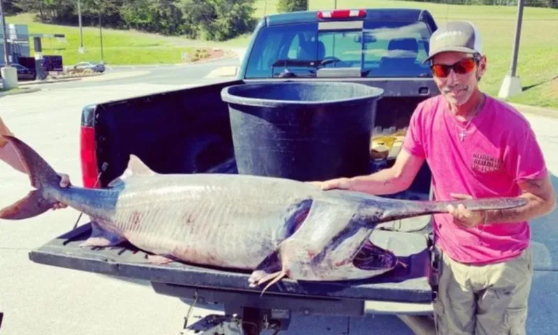 Người đàn ông lập kỷ lục câu được cá tầm khổng lồ nặng 68kg