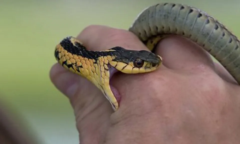 WHO cảnh báo thiếu hụt thuốc giải độc rắn cắn