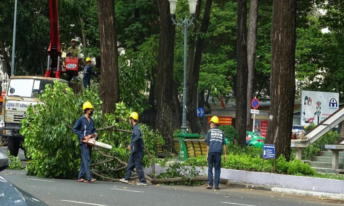 TPHCM thay thế hơn 2.700 cây xanh hư hại, chủ động ứng phó mùa mưa bão