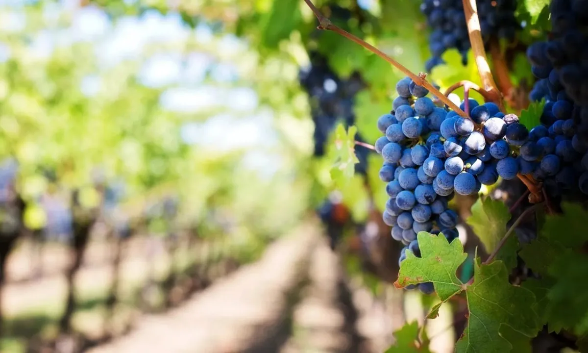 Pháp lên kế hoạch san bằng 30.000 ha vườn nho