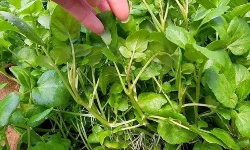 Cải xoong: Loại rau bị hiểu lầm bẩn nhưng cực tốt cho sức khỏe