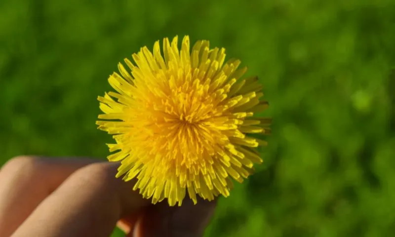Bồ công anh: Thần dược tuyệt vời đối với làn da 