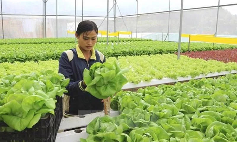 Cảnh báo tái diễn lừa đảo đưa đi làm việc tại Hàn Quốc theo diện visa E8