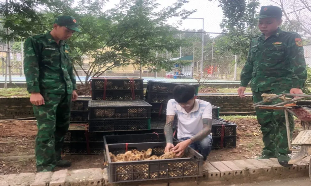 Phát hiện và tiêu hủy hàng ngàn con gà giống không rõ nguồn gốc tại Quảng Ninh