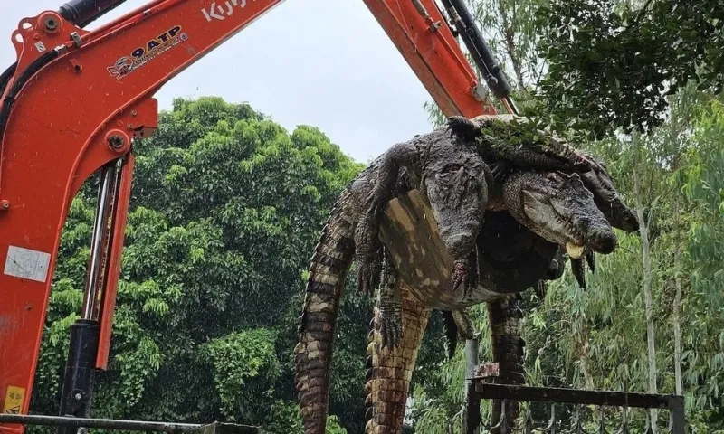 Chủ trang trại buộc phải giết 100 con cá sấu sau bão Yagi để ngăn thảm họa