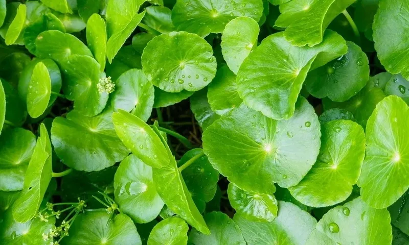 Rau má – Dược liệu quý trong y học và làm đẹp