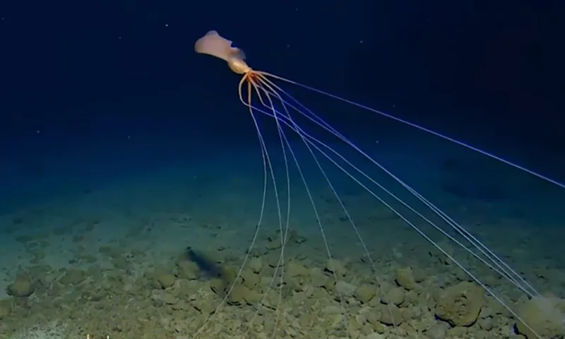 Bắt gặp con mực kỳ lạ trông như sinh vật ngoài hành tinh