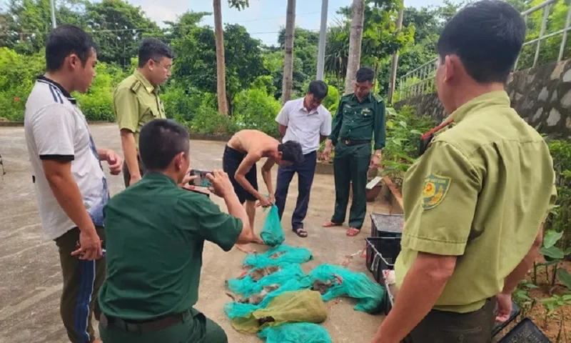 Bắt giữ đối tượng vận chuyển 17 cá thể khỉ đuôi dài tại Vườn Quốc gia Côn Đảo