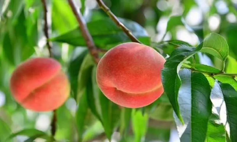 Đào có tác dụng giải độc