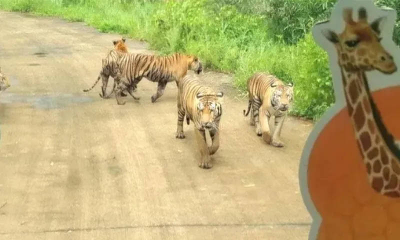 Vườn thú Mỹ Quỳnh hạn chế khách tham quan sau vụ hàng loạt hổ, sư tử tử vong