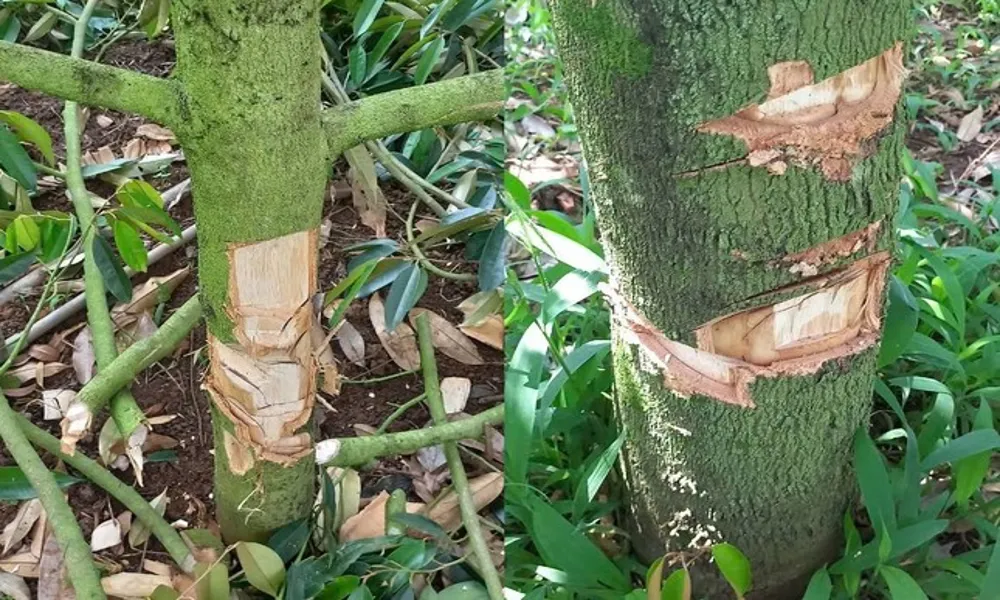 Đắk Lắk: 33 cây sầu riêng bị phá hoại, người nông dân thiệt hại 350 triệu đồng