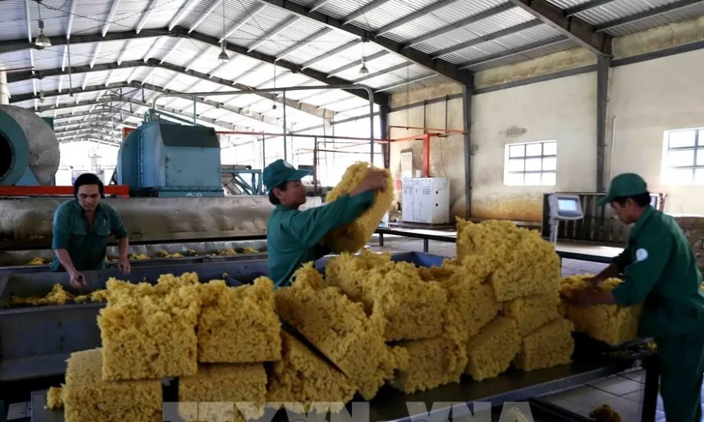 Giá cao su đạt đỉnh lịch sử sau 13 năm, nông dân tăng cường khai thác