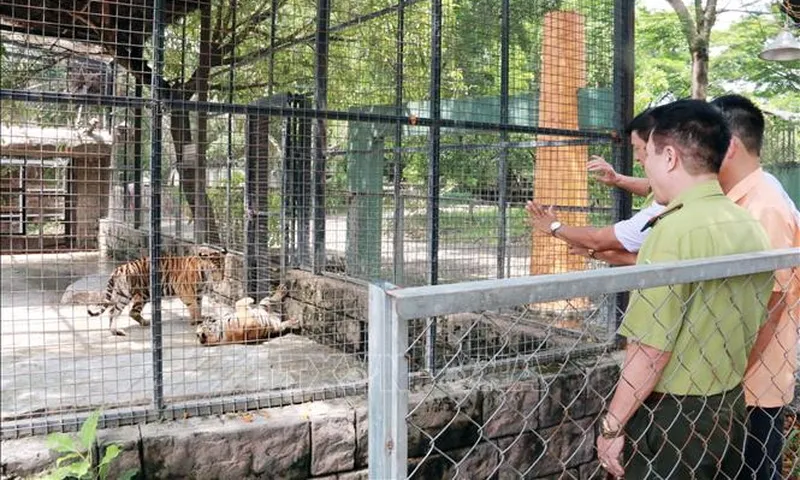 Vụ hổ chết hàng loạt tại Khu du lịch Vườn Xoài: Khẩn cấp ngăn chặn dịch bệnh