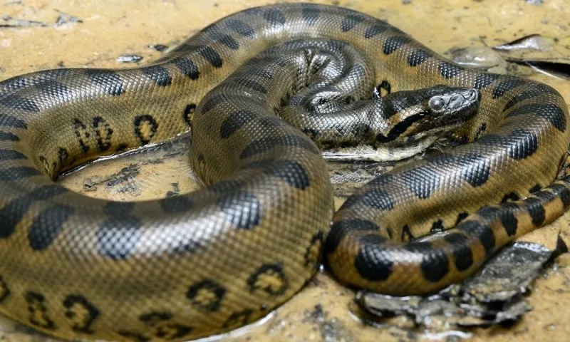 Khoảnh khắc kinh hoàng: Người đàn ông chạm trán trăn Anaconda dưới nước