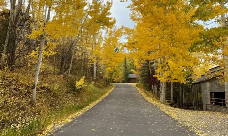 Một con đường nông thôn phủ đầy lá mùa thu ở Snowmass Village, Colorado Nguồn Getty