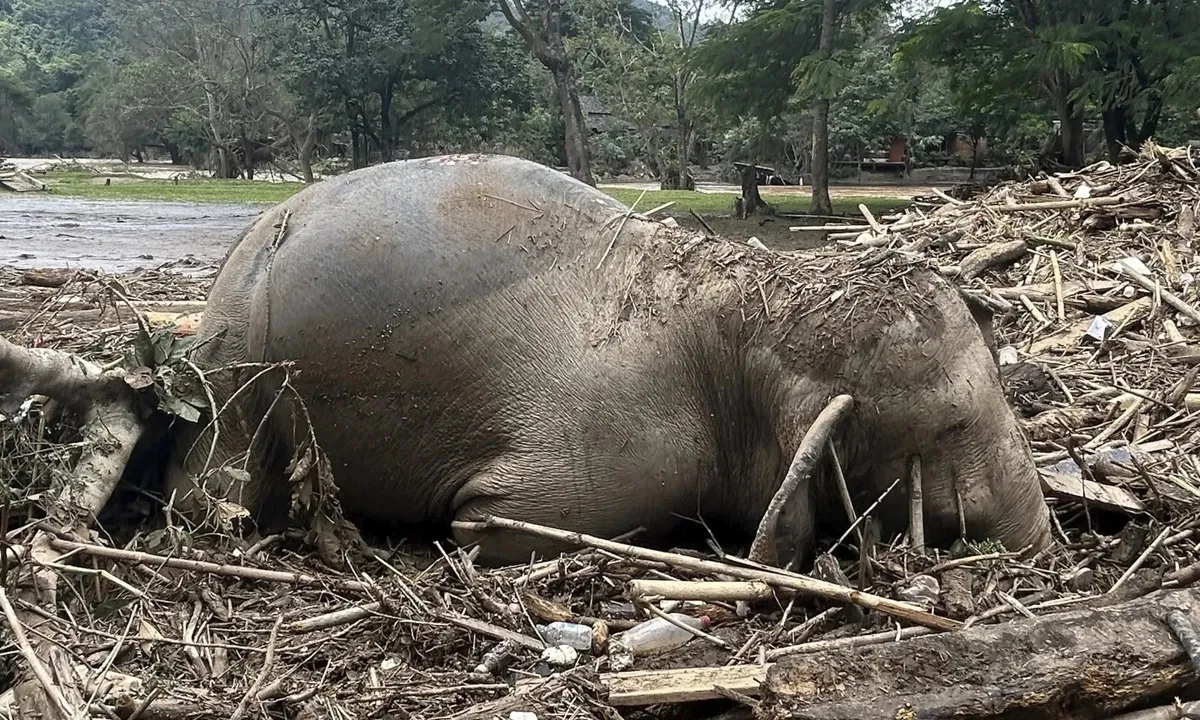 Lũ lụt lịch sử tàn phá Chiang Mai 