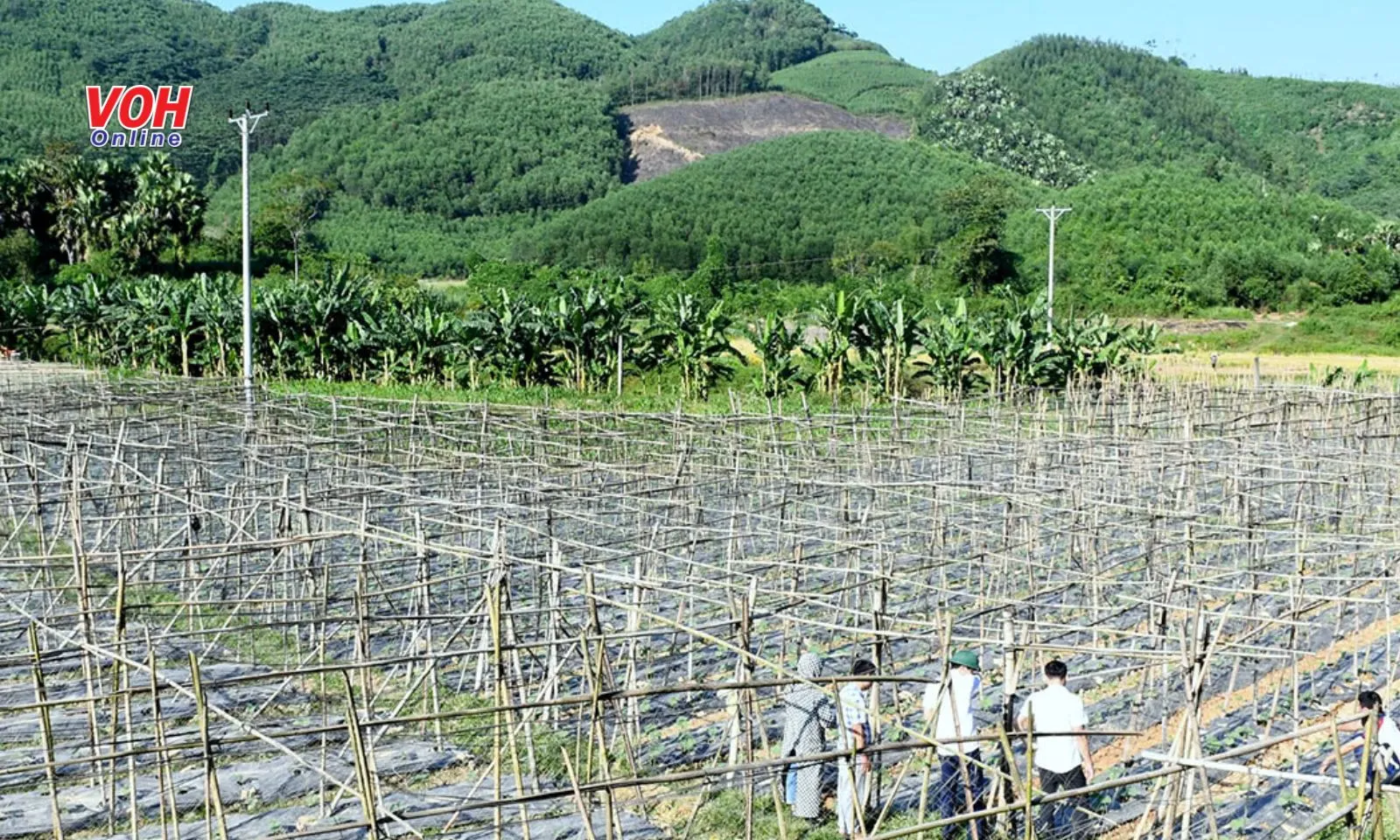 Nguyên nhân ban đầu hàng nghìn con giun bò lên mặt đất tại Thành Long